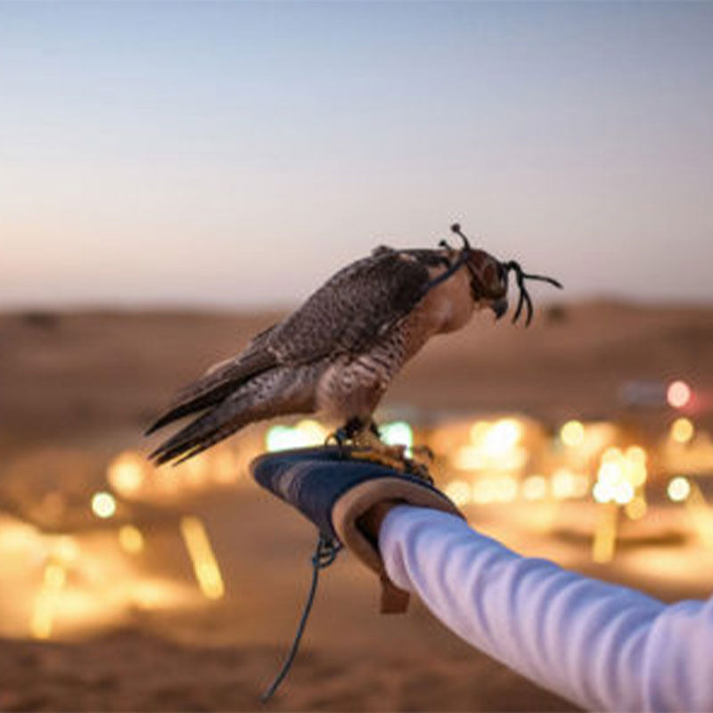 What Do You Know About the Majestic Falcon?