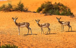 Discover the DDCR, starting at the Visitors Centre followed by a desert tour in a 4×4