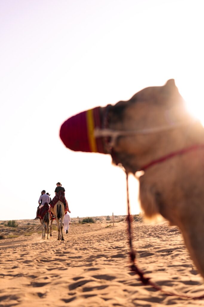 Camel in the foreground with a family enjoying a guided camel ride in the Dubai desert at Sonara Camp.