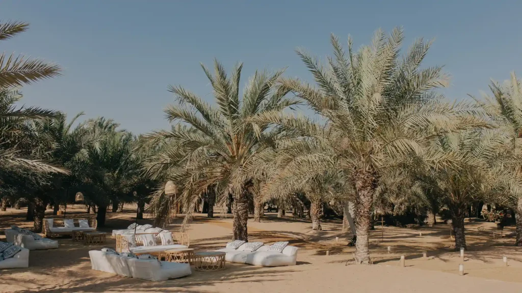 Outdoor lounge setup among palm trees for a corporate retreat experience in the Oasis.