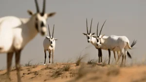 Oryx in the Dubai Desert near Sonara Camp