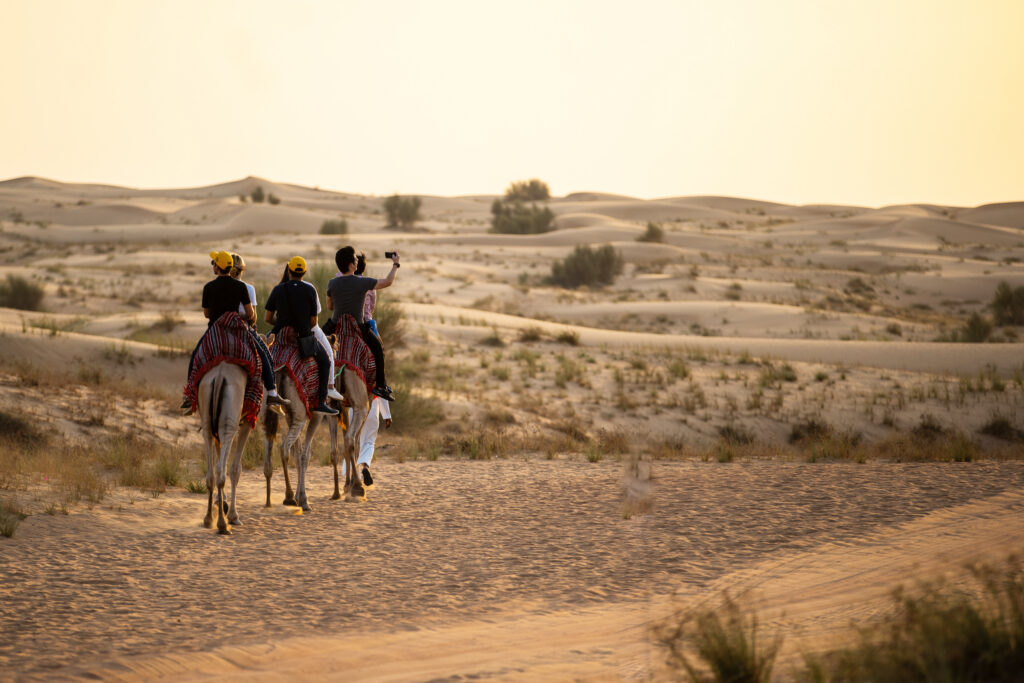 A group of friends camel riding in the Dubai desert. 