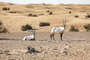 Oryx in the Dubai Desert near Sonara Camp