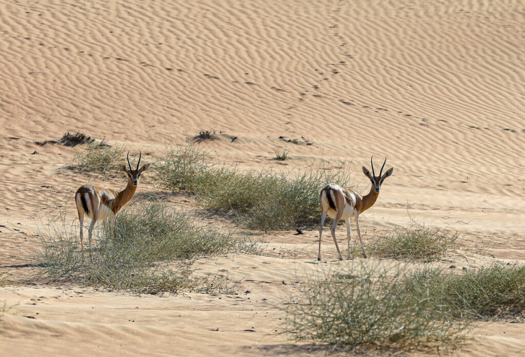 Gazelles in the Dubai Desert Conservation Reserve